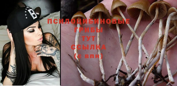 сатива Баксан